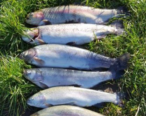 angelsee tellingstedt