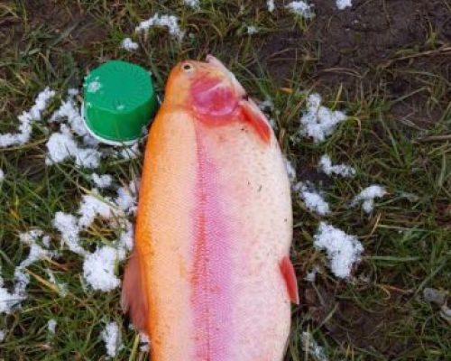 angelsee tellingstedt