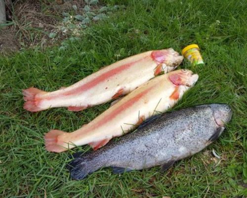 angelsee tellingstedt