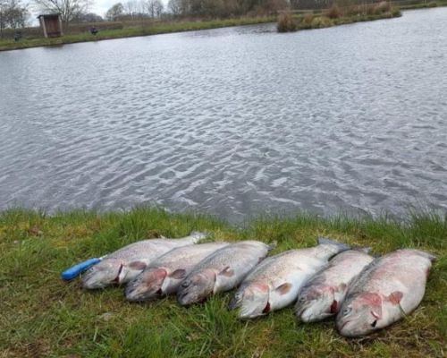 angelsee tellingstedt