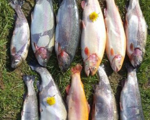 angelsee tellingstedt