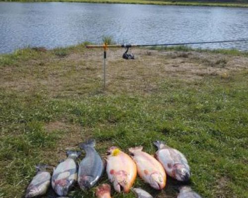 angelsee tellingstedt