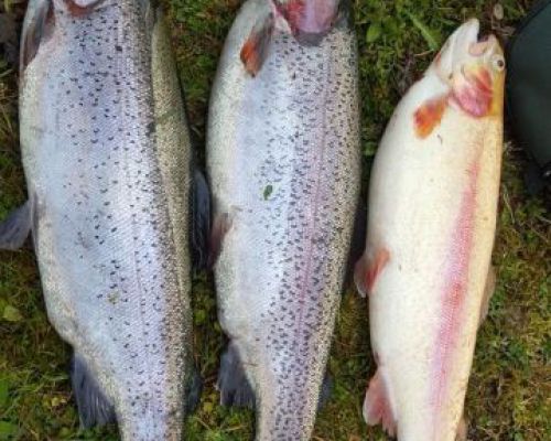 angelsee tellingstedt