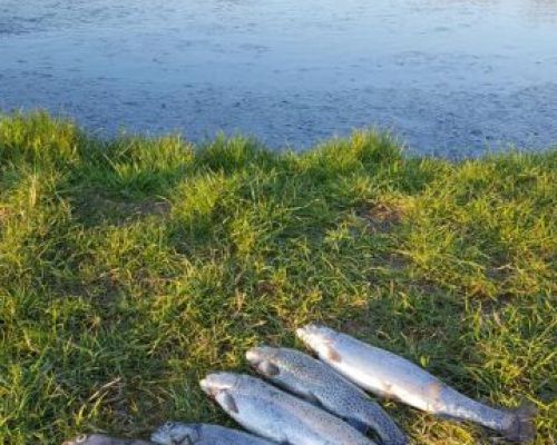 angelsee tellingstedt