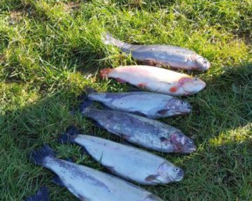 angelsee tellingstedt