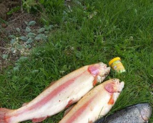 angelsee tellingstedt