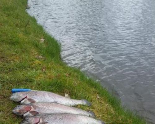 angelsee tellingstedt