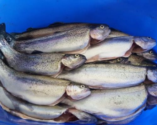 angelsee tellingstedt