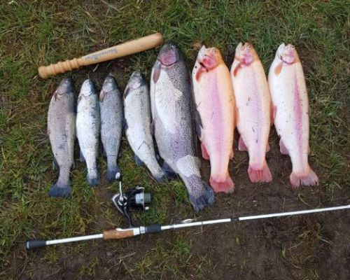 angelsee tellingstedt