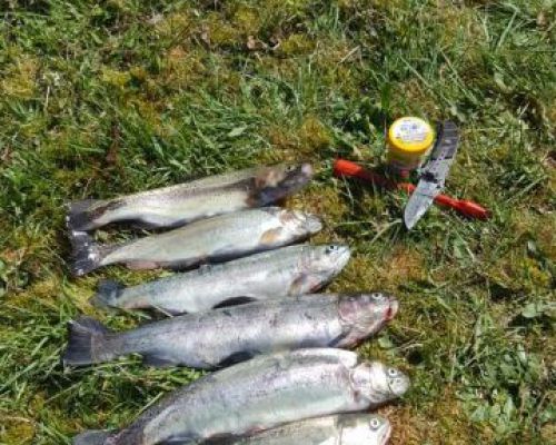 angelsee tellingstedt