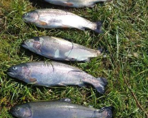 angelsee tellingstedt