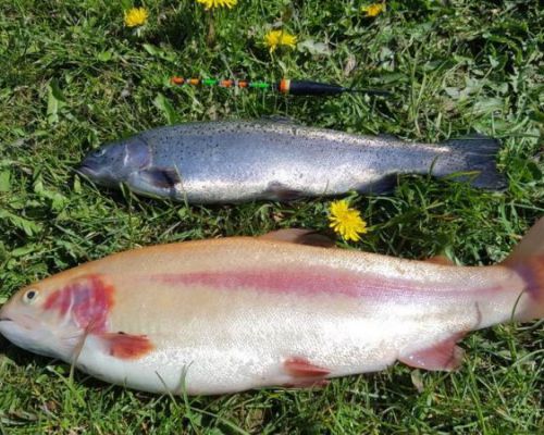 angelsee tellingstedt