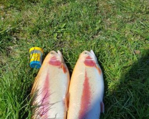 angelsee tellingstedt