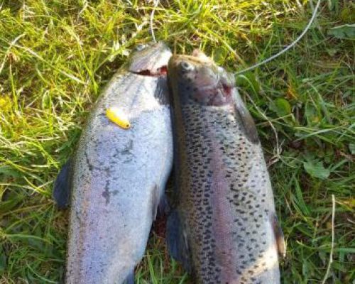 angelsee tellingstedt