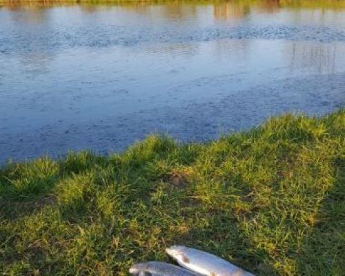 angelsee tellingstedt