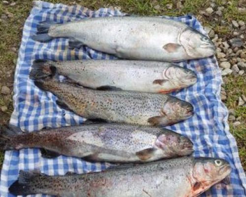 angelsee tellingstedt