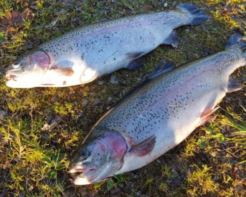 angelsee tellingstedt