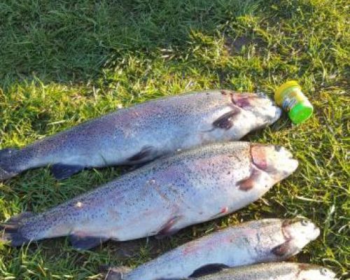 angelsee tellingstedt