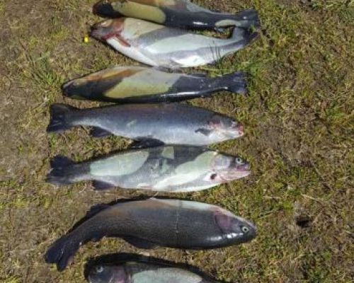 angelsee tellingstedt