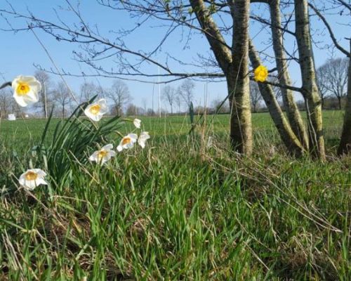 angelsee tellingstedt