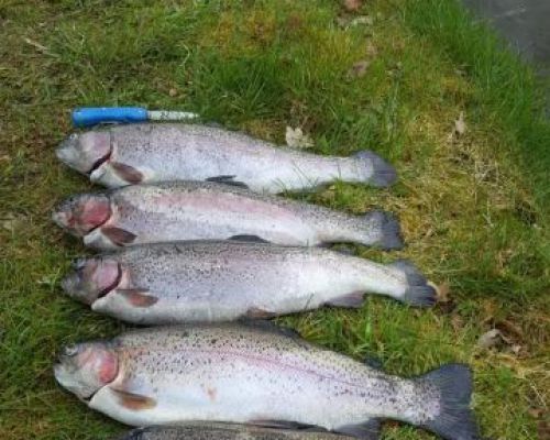 angelsee tellingstedt