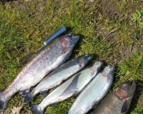 angelsee tellingstedt