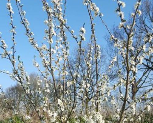 angelsee tellingstedt