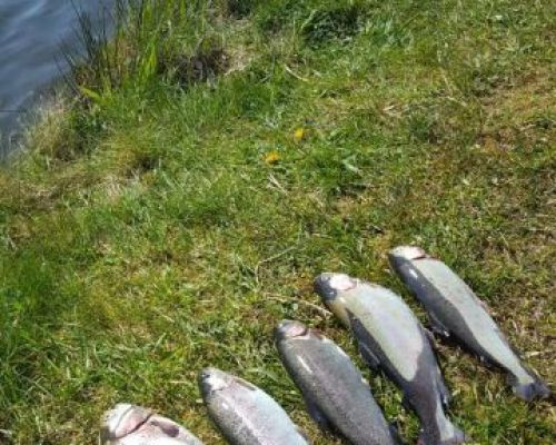 angelsee tellingstedt