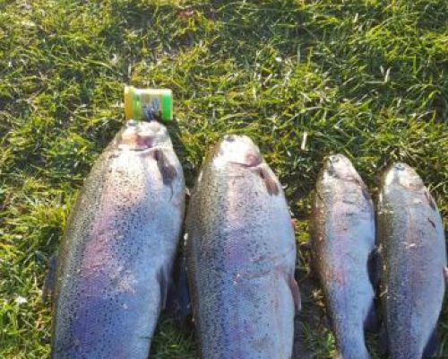 angelsee tellingstedt