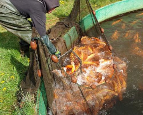 angelsee tellingstedt