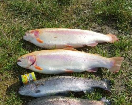 angelsee tellingstedt