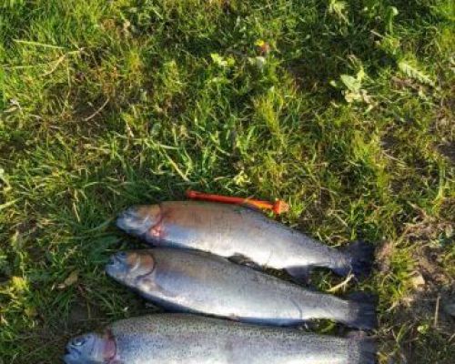 angelsee tellingstedt