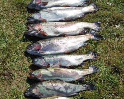 angelsee tellingstedt