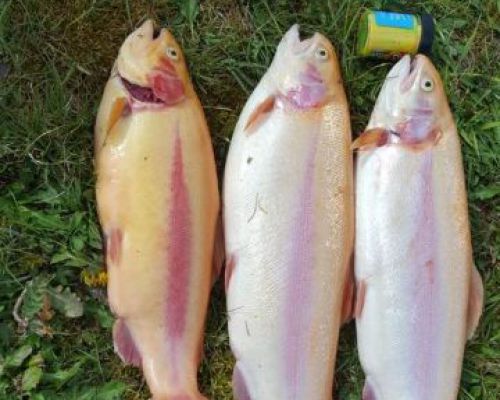 angelsee tellingstedt