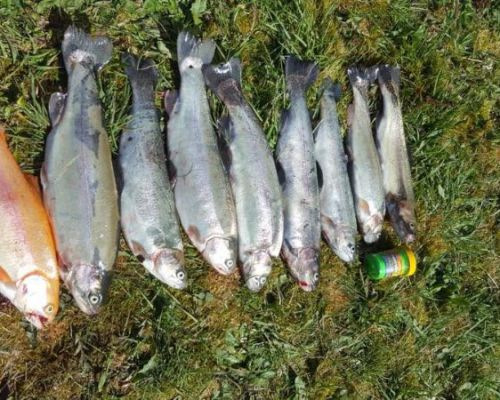 angelsee tellingstedt