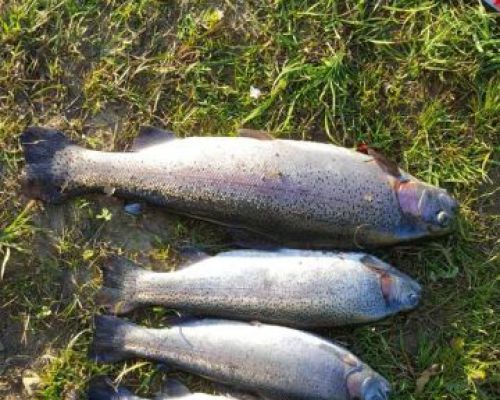 angelsee tellingstedt