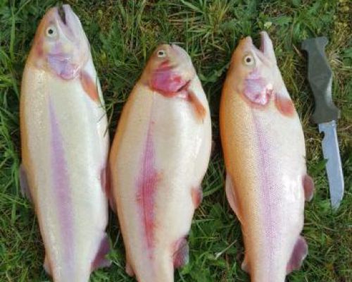 angelsee tellingstedt