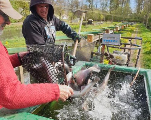 angelsee tellingstedt