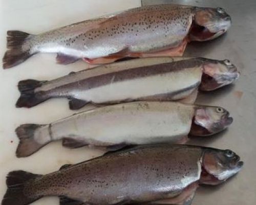 angelsee tellingstedt