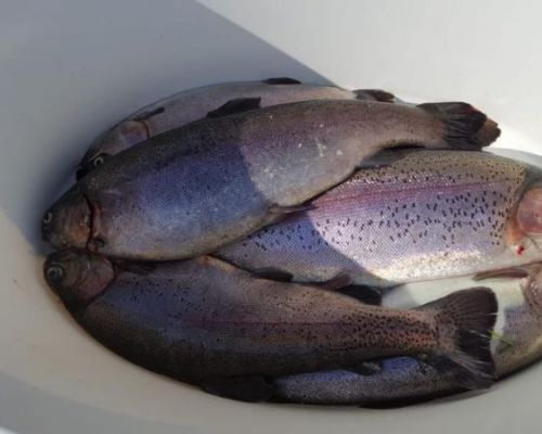 angelsee tellingstedt