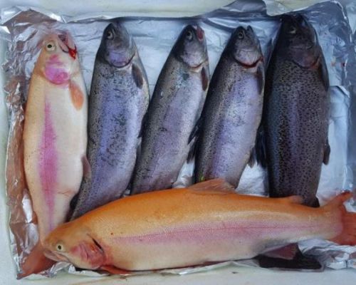 angelsee tellingstedt