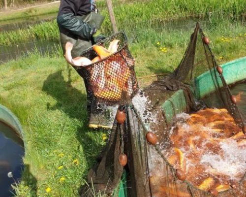 angelsee tellingstedt