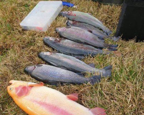 angelsee forellensee tellingstedt