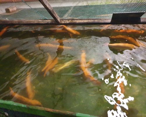 angelsee tellingstedt dithmarschen