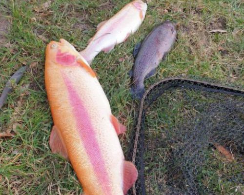 angelsee forellensee tellingstedt