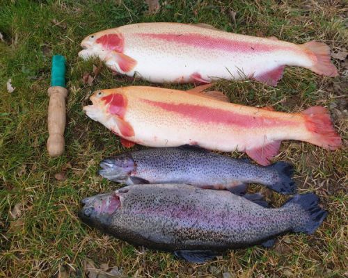 angelsee forellensee tellingstedt