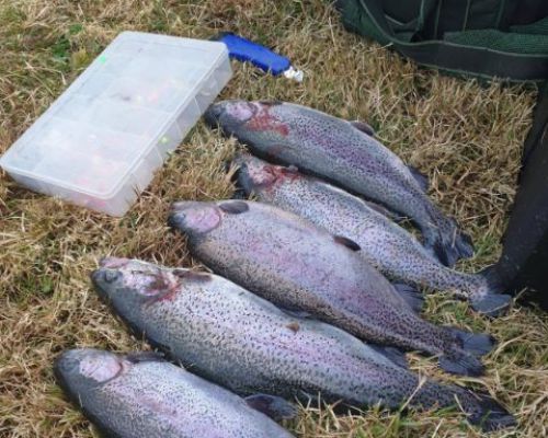 angelsee forellensee tellingstedt