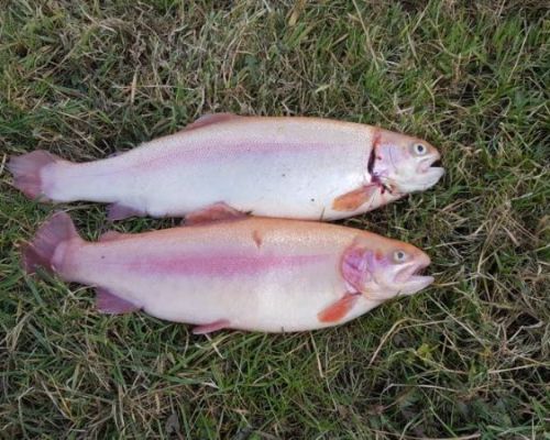 angelsee forellensee tellingstedt