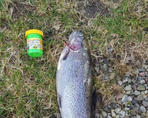 angelsee forellensee tellingstedt