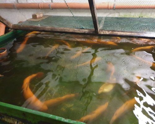 angelsee tellingstedt dithmarschen